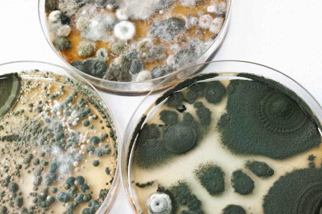 mold growing in three petri dishes which be used to recommend that mold removal be done on a home in west palm beach, florida